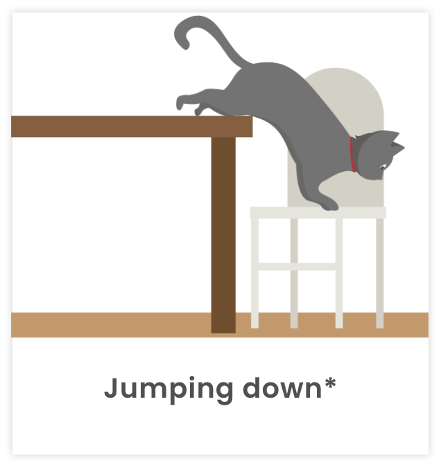 Image of cat jumping down