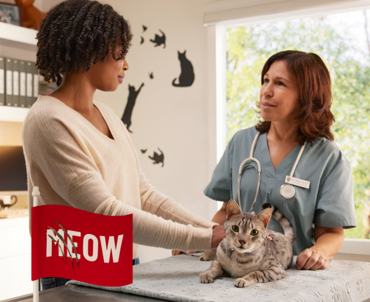 Pet owner with cat at veterinarian 