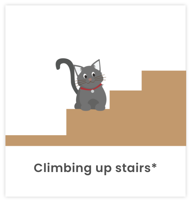 Image of cat climbing up stairs