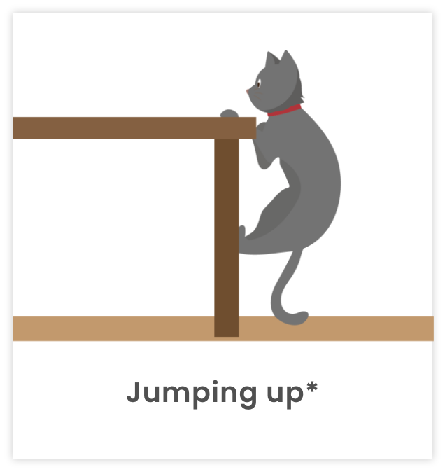 Image of cat jumping up
