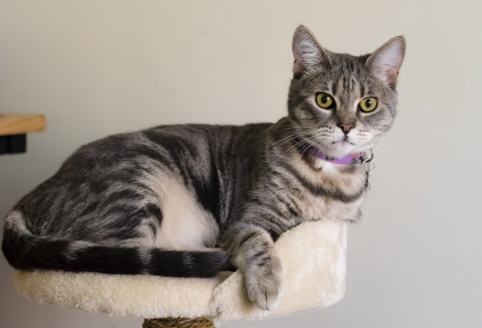 Cat on shelf