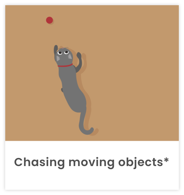 Image of cat chasing red ball