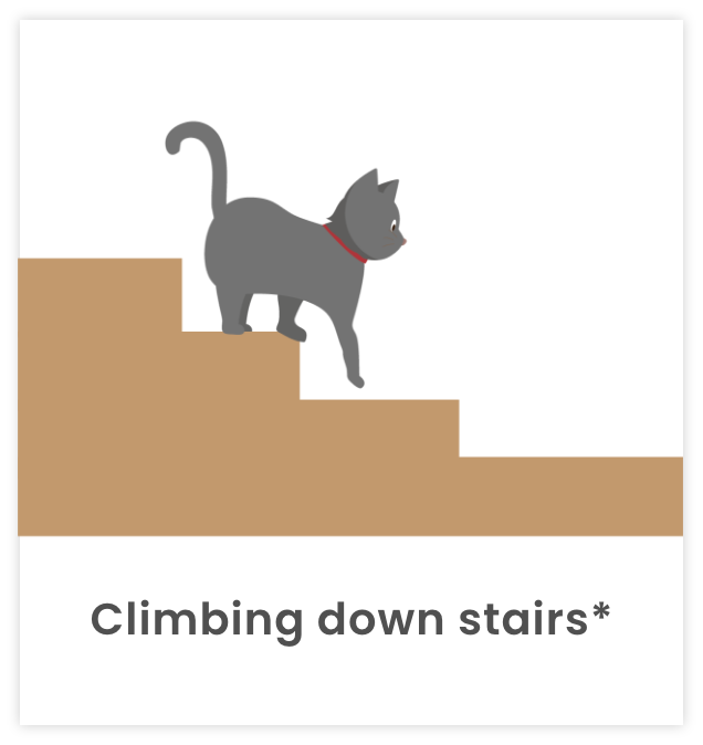 Image of cat climbing down stairs